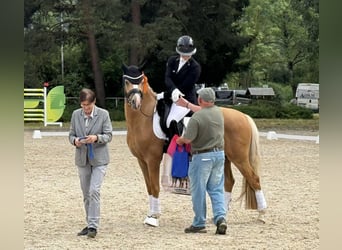 Pony tedesco, Castrone, 4 Anni, 149 cm, Palomino