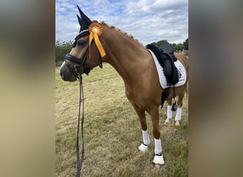 Pony tedesco, Castrone, 4 Anni, 149 cm, Palomino