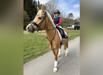 Pony tedesco, Castrone, 4 Anni, 149 cm, Palomino
