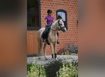 Pony tedesco, Castrone, 4 Anni, 149 cm, Palomino
