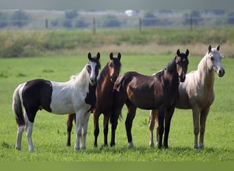 Pony tedesco, Castrone, 4 Anni, 149 cm, Palomino