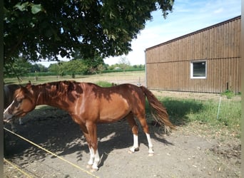 Pony tedesco, Castrone, 4 Anni, 149 cm, Sauro