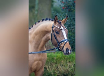 Pony tedesco, Castrone, 4 Anni, 150 cm, Falbo