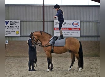 Pony tedesco, Castrone, 4 Anni, 150 cm, Falbo