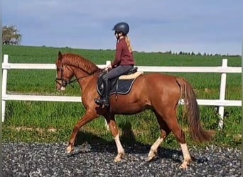 Pony tedesco, Castrone, 4 Anni, 151 cm, Sauro