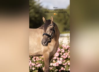 Pony tedesco, Castrone, 4 Anni, 152 cm, Falbo