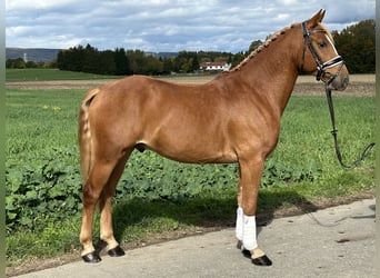 Pony tedesco Mix, Castrone, 4 Anni, 152 cm, Sauro