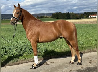 Pony tedesco Mix, Castrone, 4 Anni, 152 cm, Sauro