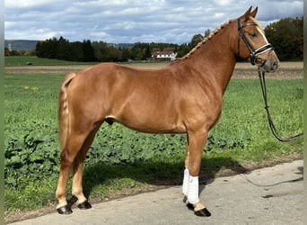 Pony tedesco Mix, Castrone, 4 Anni, 152 cm, Sauro