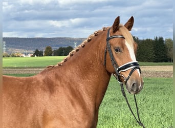 Pony tedesco Mix, Castrone, 4 Anni, 152 cm, Sauro