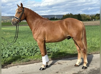 Pony tedesco Mix, Castrone, 4 Anni, 152 cm, Sauro