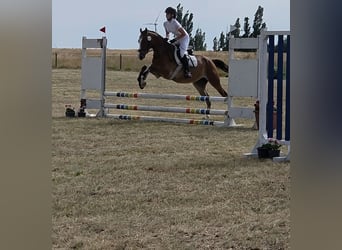 Pony tedesco, Castrone, 4 Anni, 153 cm, Baio