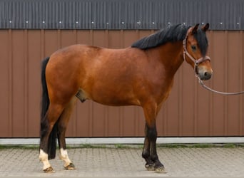Pony tedesco, Castrone, 4 Anni, 153 cm, Baio