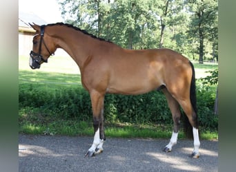 Pony tedesco, Castrone, 4 Anni, 154 cm, Baio