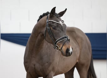 Pony tedesco, Castrone, 4 Anni, 155 cm, Baio scuro