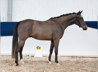 Pony tedesco, Castrone, 4 Anni, 155 cm, Baio scuro