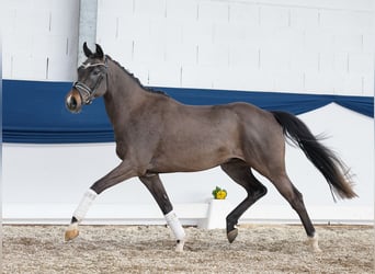 Pony tedesco, Castrone, 4 Anni, 155 cm, Baio scuro