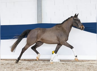 Pony tedesco, Castrone, 4 Anni, 155 cm, Baio scuro