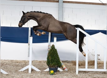 Pony tedesco, Castrone, 4 Anni, 155 cm, Baio scuro