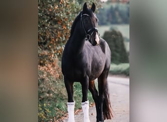 Pony tedesco, Castrone, 4 Anni, 155 cm, Baio scuro