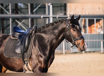 Pony tedesco, Castrone, 4 Anni, 155 cm, Baio scuro