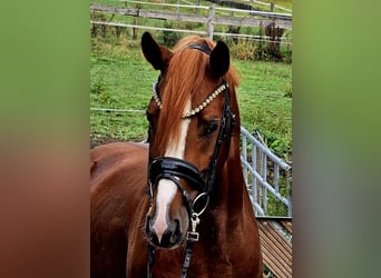 Pony tedesco, Castrone, 4 Anni, 155 cm, Sauro