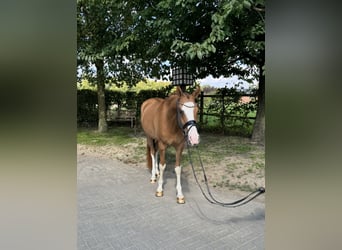 Pony tedesco, Castrone, 4 Anni, 155 cm, Sauro