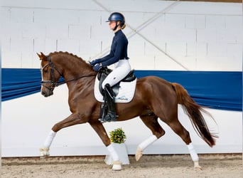 Pony tedesco, Castrone, 4 Anni, 155 cm, Sauro scuro