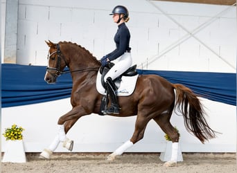 Pony tedesco, Castrone, 4 Anni, 155 cm, Sauro scuro