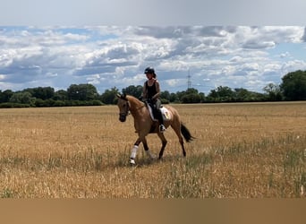 Pony tedesco, Castrone, 4 Anni, 158 cm, Pelle di daino