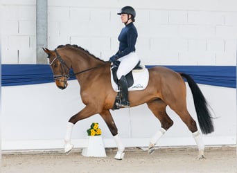 Pony tedesco, Castrone, 4 Anni, 165 cm, Baio