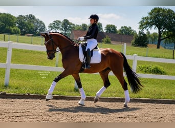 Pony tedesco, Castrone, 4 Anni, 178 cm, Baio