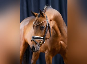 Pony tedesco, Castrone, 4 Anni, Baio