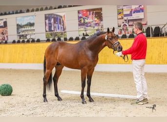 Pony tedesco, Castrone, 4 Anni, Baio
