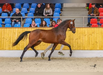 Pony tedesco, Castrone, 4 Anni, Baio
