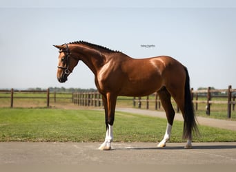 Pony tedesco, Castrone, 4 Anni, Baio