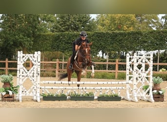 Pony tedesco, Castrone, 4 Anni, Baio