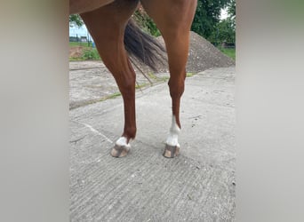 Pony tedesco, Castrone, 5 Anni, 136 cm, Sauro