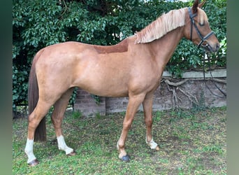 Pony tedesco, Castrone, 5 Anni, 142 cm, Sauro