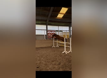 Pony tedesco, Castrone, 5 Anni, 143 cm, Baio