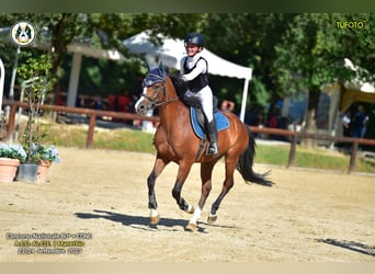 Pony tedesco, Castrone, 5 Anni, 144 cm, Baio