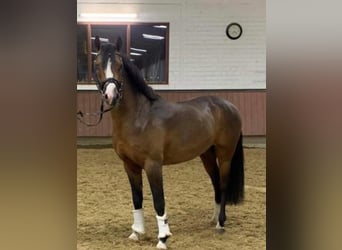 Pony tedesco, Castrone, 5 Anni, 144 cm, Baio