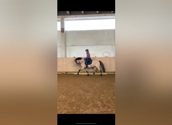 Pony tedesco, Castrone, 5 Anni, 144 cm, Falbo