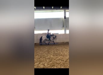 Pony tedesco, Castrone, 5 Anni, 144 cm, Falbo