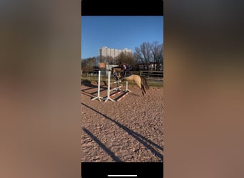 Pony tedesco, Castrone, 5 Anni, 144 cm, Falbo