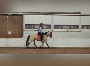 Pony tedesco, Castrone, 5 Anni, 144 cm, Falbo