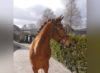 Pony tedesco, Castrone, 5 Anni, 145 cm, Baio