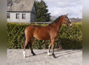 Pony tedesco, Castrone, 5 Anni, 145 cm, Baio