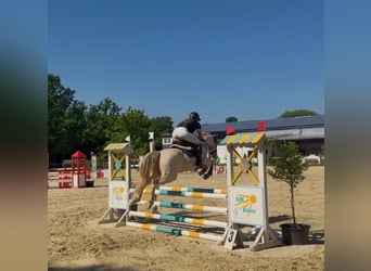 Pony tedesco, Castrone, 5 Anni, 145 cm, Cremello