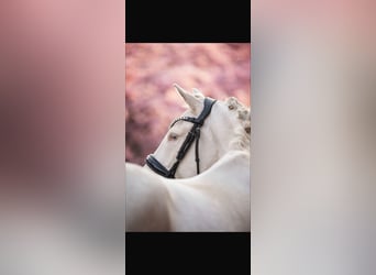 Pony tedesco, Castrone, 5 Anni, 145 cm, Cremello